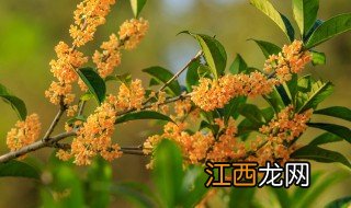 冬天可以种桂花树吗 秋天是可以种桂花树吗