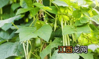 豆角苗期如何管理 豆角僵苗用什么方法