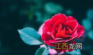天方夜谭月季优缺 天方夜谭月季缺点是什么