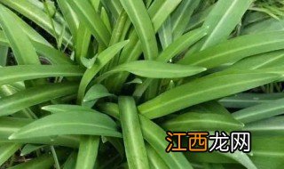 韭菜冬季可以种吗 石韭菜秋天可以种吗