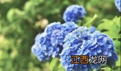 绣球播种教程视频 绣球播种教程