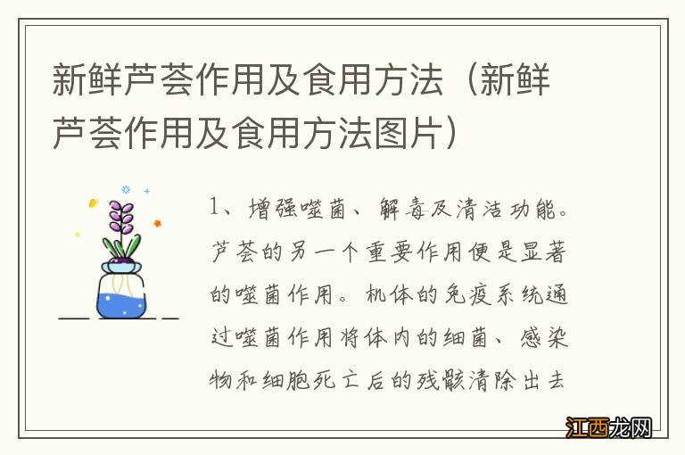 新鲜芦荟作用及食用方法图片 新鲜芦荟作用及食用方法