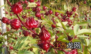 玫瑰茄的做法大全 新鲜玫瑰茄食用方法