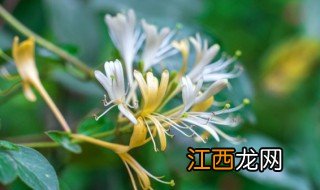 新鲜的金银花怎么处理 新鲜的金银花怎么处理?