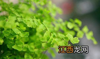 蕨类植物可以水培吗? 蕨类植物可以水培吗