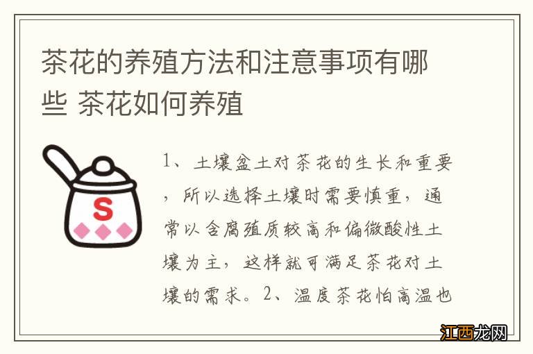 茶花的养殖方法和注意事项有哪些 茶花如何养殖