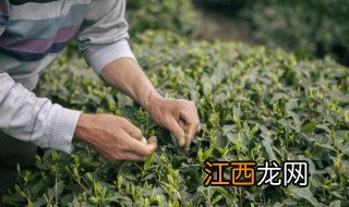 祁红是哪里的茶 中茶祁红是什么茶