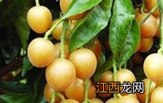 黄皮果叶洗澡的好处与功效