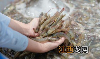 如何保鲜皮皮虾 虾皮怎么防止保鲜