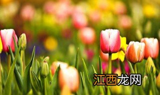 郁金香编织花样 郁金香花样鞋子织法