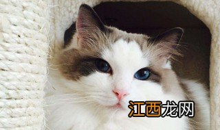 十大适合家养的不掉毛猫 十大适合家养的猫