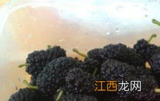 桑子酒如何做 桑子酒的制作方法