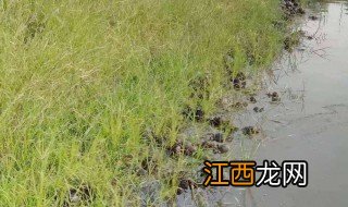 鱼塘缺氧怎么解决视频 鱼塘缺氧怎么解决