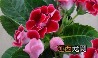 大岩桐花用打顶吗 大岩桐花怎样打顶