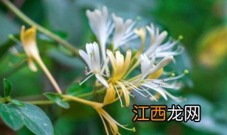 新鲜的金银花煲汤可以吗 金银花可以煲汤吗?