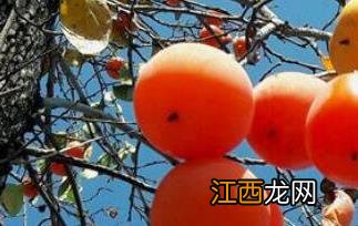 柿子不能和什么一起吃 柿子的食用禁忌