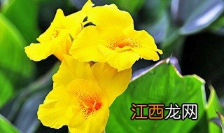 黄色美人蕉怎么养护 黄色美人蕉怎么养