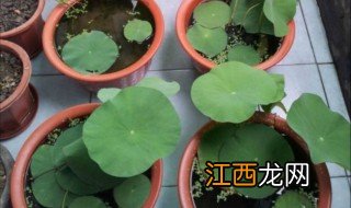 碗莲种子的种植方法 碗莲种子的养殖方法