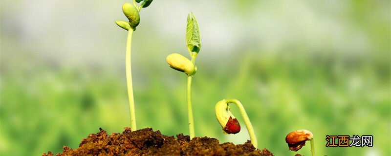 新植物的幼体是什么 耙耙柑种子内新植物的幼体是什么