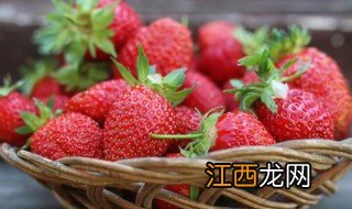 草莓是什么科植物，草莓是什么科植物种子