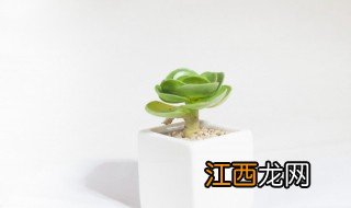 植物种植的几种方法 植物如何分栽