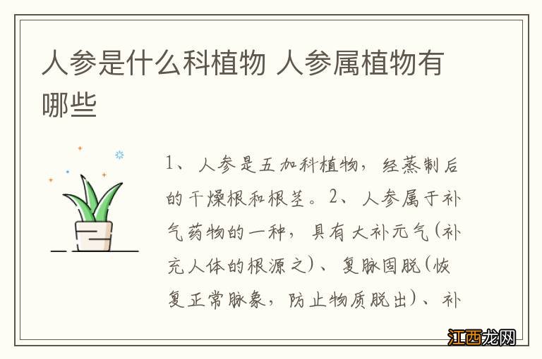 人参是什么科植物 人参属植物有哪些