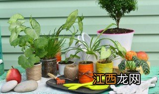 植物的雌雄 植物如何分雌雄