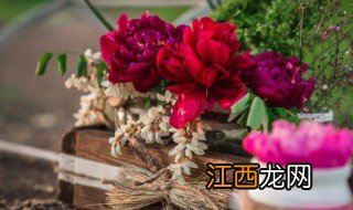 屋里养什么花草旺财，室内养什么植物旺财