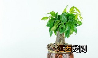 家里养什么旺财树,什么树可以旺财
