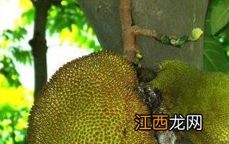 木菠萝怎么吃才好吃 木菠萝的吃法教程