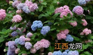 绣球花品种名称 绣球花常见品种的简介