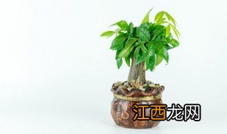 适合客厅摆放的盆栽植物 适合客厅摆放的盆栽