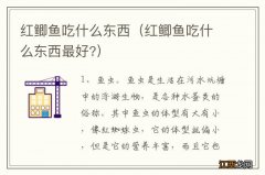 红鲫鱼吃什么东西最好? 红鲫鱼吃什么东西