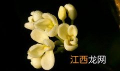 桂花树不开花是什么原因 桂花不开花怎么回事