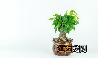 家里放什么绿植招财运好 家里放什么招财运好植物