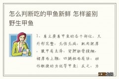 怎么判断吃的甲鱼新鲜 怎样鉴别野生甲鱼