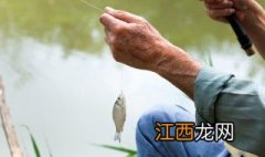 急流中的鱼怎样钓到 急流中鳊鱼草鱼怎么钓