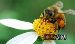 女人梦见蜂子是什么预兆 梦见蜂子是什么预兆