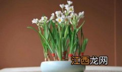 水仙花用土种植方法视频 水仙花用土种植方法