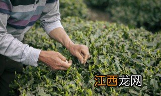 奶茶店的奶茶用的什么茶叶 奶茶店一般用什么茶叶的呢