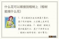 榕树能接什么花 什么花可以嫁接到榕树上