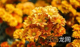 夏天菊花怎么养才长得好 夏天菊花怎么养才长得好看