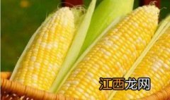 伟育618玉米的介绍 伟育618玉米特征