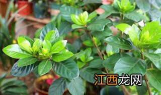 栀子花花苞怎么养才长得好高 栀子花花苞怎么养才长得好