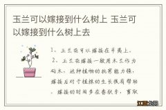 玉兰可以嫁接到什么树上 玉兰可以嫁接到什么树上去