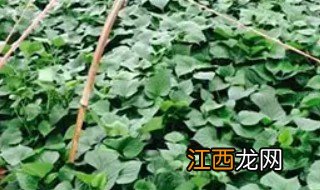 红薯苗可以嫁接到什么树上 红薯苗可以嫁接到什么树上呢