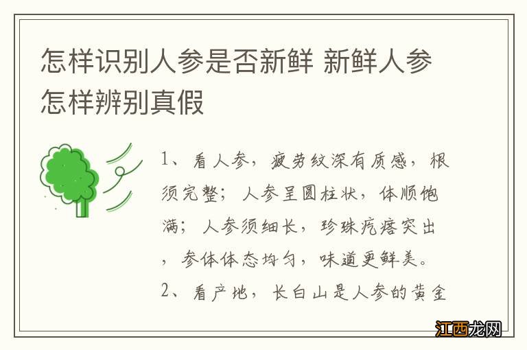 怎样识别人参是否新鲜 新鲜人参怎样辨别真假