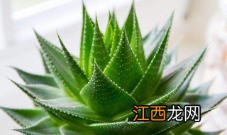 芦荟滴在小白鞋怎么能擦掉呢 芦荟滴在小白鞋怎么能擦掉