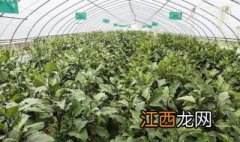 嫁接的茄子可以留种吗? 嫁接苗的茄子可以种从地吗