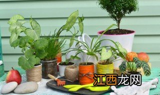 销售桌面放什么绿植招财 销售桌面放什么绿植招财转运